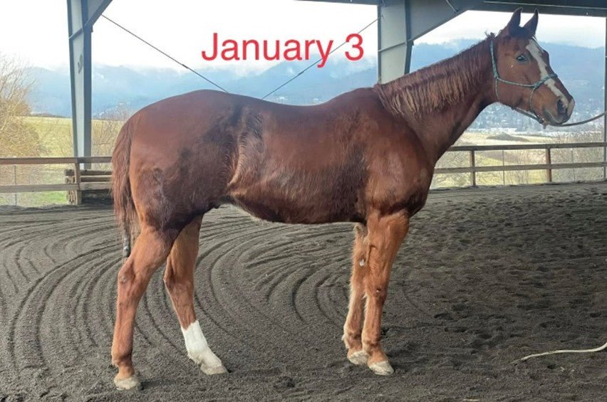 Complete+ Formula - Jennie's Aminos - amino acids for horses