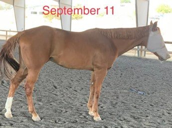 Complete+ Formula - Jennie's Aminos - essential amino acids for horses